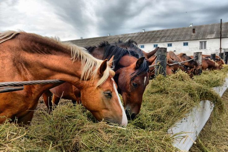 Horse in field